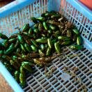 Insects Photo - Vientiane, Laos 