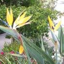 Bird of Paradise Photo - San Diego, California 