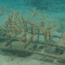 Coral Nursey Photo - Culebra Island, Puerto Rico 