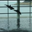 Dolphins Photo - John G. Shedd Aquarium, Chicago, Illinois 