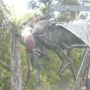 The Giant Sandfly Photo - West Coast, New Zealand 