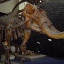 Bones and Volcanoes Under One Roof
