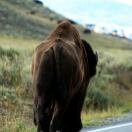 Another @#$%^ Buffalo in the Road! Photo - Yellowstone National Park, Yellowstone National Park, Wyoming 
