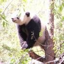 San Diego Zoo Love
