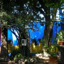 A Little Blue at the Frida Kahlo Museo