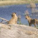 Cub Yawning Photo - Okavango Delta, Botswana 