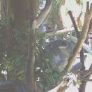 Koala Bear Photo - San Diego Zoo and Safari park, San Diego, California 