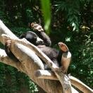 San Diego Zoo (The)