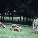 Henry Doorly Zoo Photo - Omaha, Nebraska 