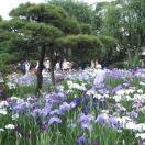 Horikiri Iris Festival Photo - Horikiri Gardens, Tokyo, Japan 