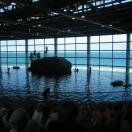 Shedd Aquarium