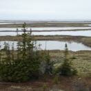 The Tundra Buggy Adventure