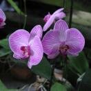 KL Orchid Garden Photo - Orchid Garden, Kuala Lumpur, Malaysia 