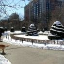 The Public Garden