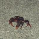 Night Crawling Sand Crabs Photo - Cayman Islands, Caribbean 