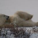 Our First Bear on the Tundra  Photo - Churchill, Manitoba 