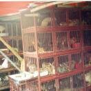 chickens & rabbits wait their turn Photo - Namdaemun Market, Seoul, South Korea 