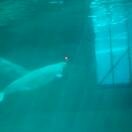 Shedd Aquarium