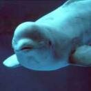 Shedd Aquarium