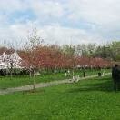 The Cherry Blossoms Photo - Brooklyn Botanic Garden, Brooklyn, New York 