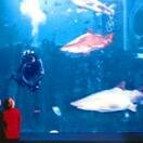 The oceanarium Photo - Melbourne Aquarium, Melbourne, Australia 