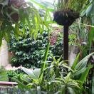 Courtyard Photo - Hotel Aranjuez, San Jose, Costa Rica 