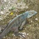 iguana at Botanical Gardens Photo - Grand Cayman, Cayman Islands 