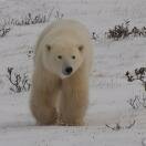 Walking Towards Our Buggy Photo - Churchill, Manitoba 
