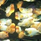 The John G. Shedd Aquarium 