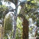 San Diego Zoo