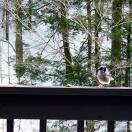 Blue jay Photo - Killington, Vermont 