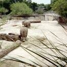 Terrific Zoo