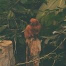 The Montreal Biodome