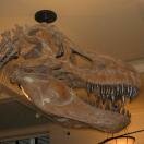 T-Rex Photo - American Museum of Natural History, New York, New York 