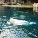 Areas of the Vancouver Aquarium