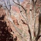 Another nice shot Photo - Rim Trail, Grand Canyon, Arizona 