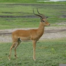 Botswana Photo