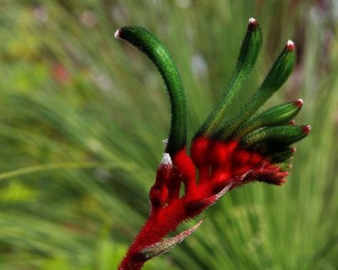 Kangaroo paw Photo - Kings Park and Botanic Garden, Perth, Australia 