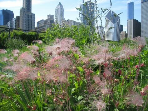 Prairie Smoke Plant, in Millennium Park, Chicago Photo - Millennium Park, Chicago, Illinois 